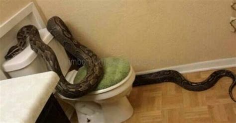 Mimpi melihat ular kobra di kamar mandi  2